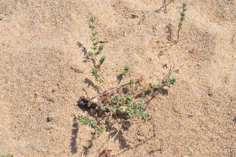 Piantina strisciante - Lotus sp.